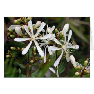 Tarflower Cards