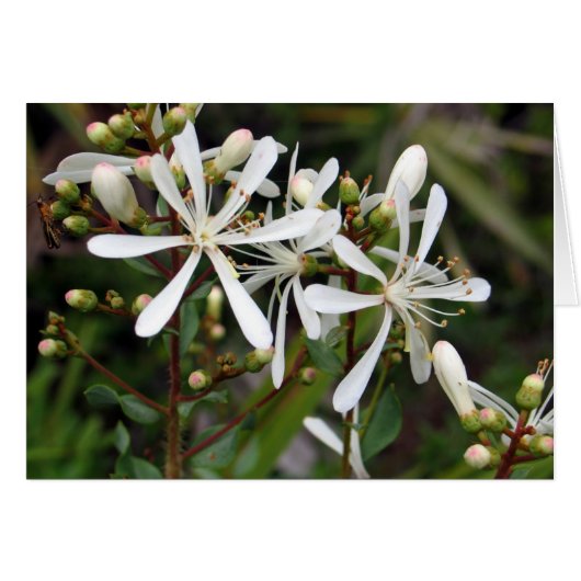 Tarflower Cards (Front Horizontal)