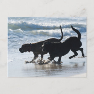 tarifa cadiz andalusia spain postcard