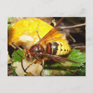 Tarjeta postal De Avispas Postcard