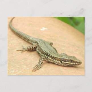 Tarjeta Postal Lagartija Postcard