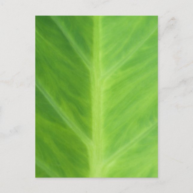 Taro Elephant Ear Plant leaves Postcard (Front)