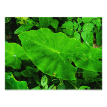 Taro nature