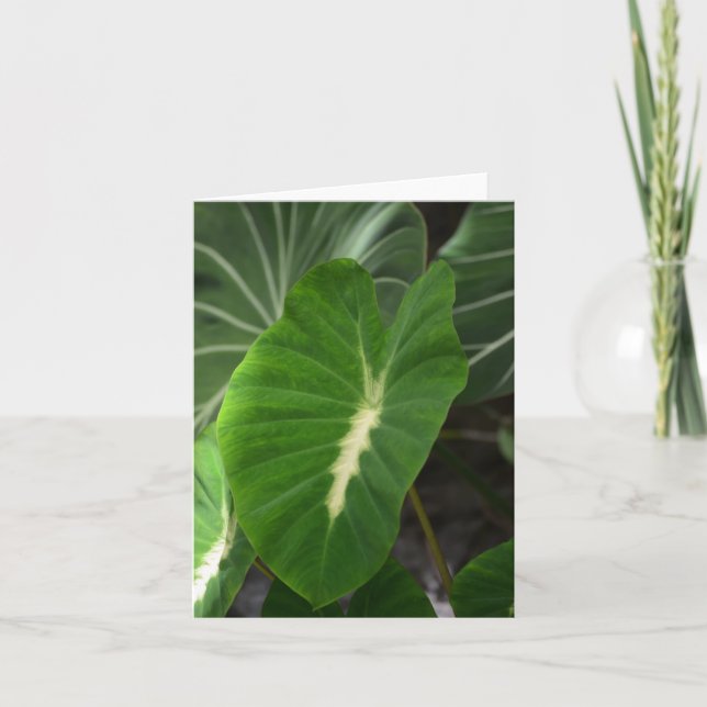 Taro plant notecard (Front)