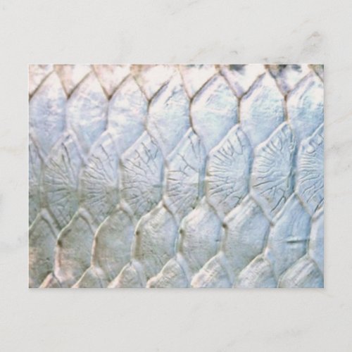 Tarpon by PatternWear Postcard