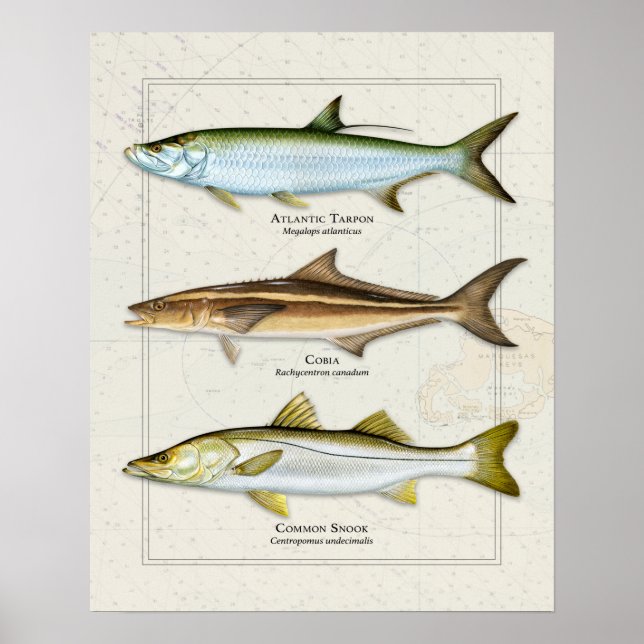 Tarpon, Cobia, Snook Trio Poster (Front)