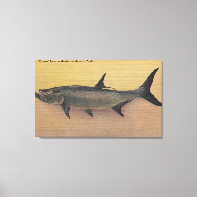 Tarpon Fish from SW Coast of FloridaFlorida Canvas Print (Front)