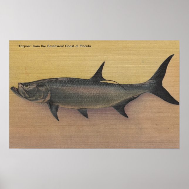 Tarpon Fish from SW Coast of FloridaFlorida Poster (Front)