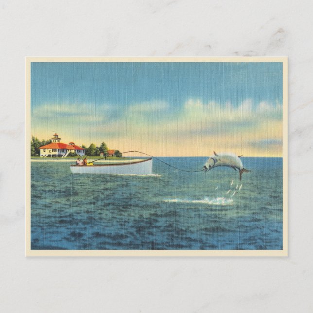 Tarpon fishing in Florida vintage Postcard (Front)