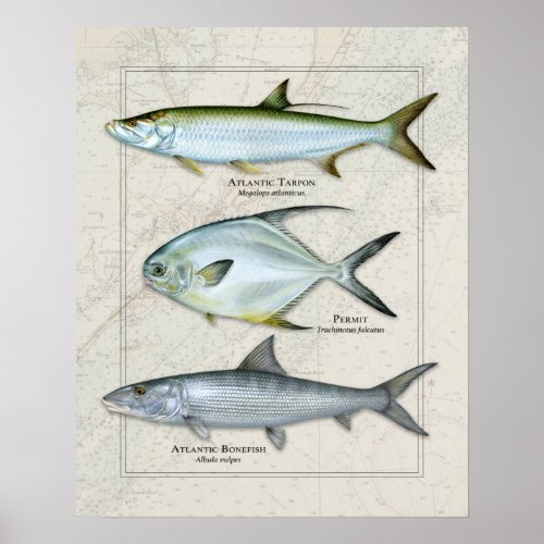 Tarpon Permit Bonefish Trio Poster