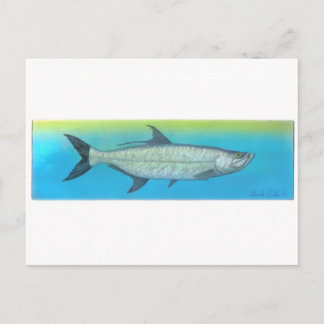 Tarpon Postcard