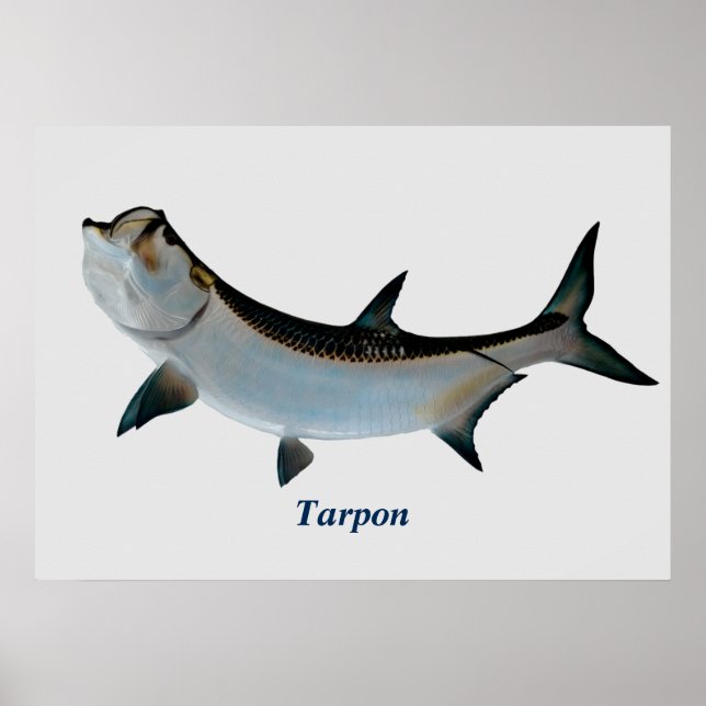 Tarpon Poster (Front)