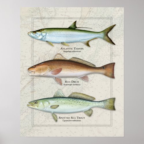 Tarpon Red Drum Sea Trout Trio Poster