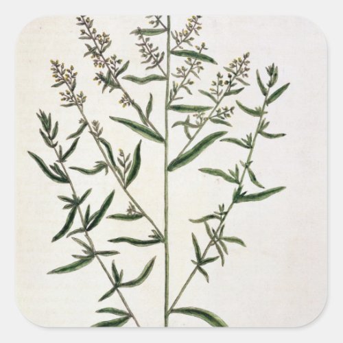 Tarragon plate 116 from A Curious Herbal publi Square Sticker