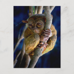 Tarsier Postcard
