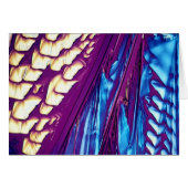 Tartaric Acid Crystals (Front Horizontal)