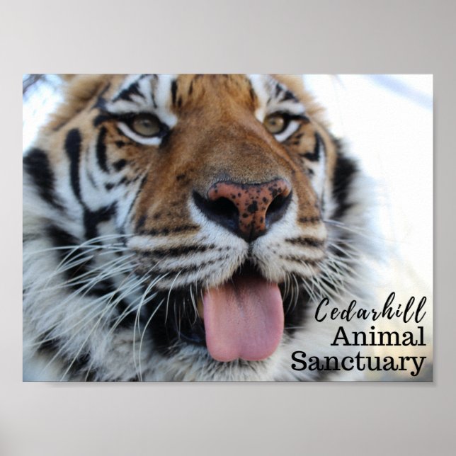 Tashara3 Poster (Front)