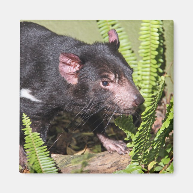 Tasmanian Devil, Australia Magnet (Front)