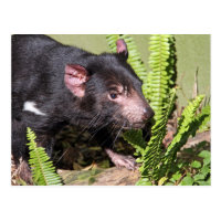 Tasmanian Devil Gifts on Zazzle