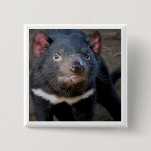 Tasmanian Devil Button