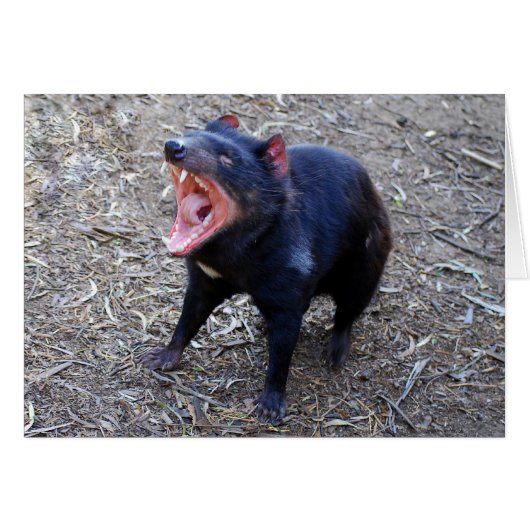 Tasmanian Devil Displaying His Vicious Yawn Cards (Front Horizontal)