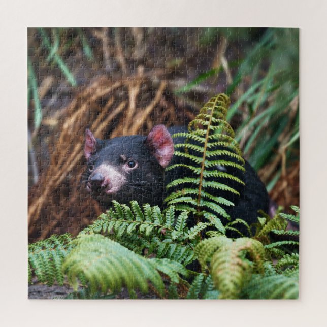 Tasmanian Devil Encounter Jigsaw Puzzle (Vertical)