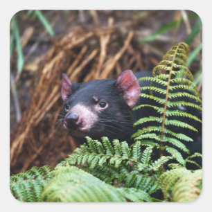 Tasmanian Devil Encounter Square Sticker