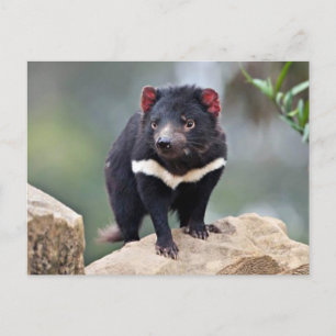 Tasmanian Devil Holiday Postcard