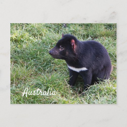Tasmanian Devil In Grass Tasmania Australia Postcard