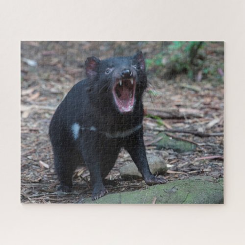 Tasmanian Devil in Tasmania Australia 520 pieces Jigsaw Puzzle
