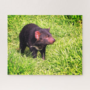 tasmanian devil jigsaw puzzle