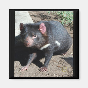 Tasmanian Devil Magnet