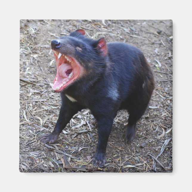 Tasmanian Devil Magnet (Front)