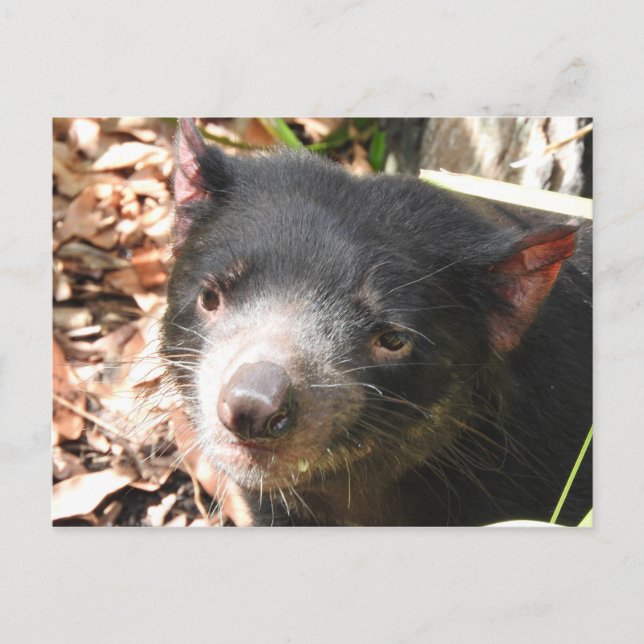 Tasmanian Devil Postcard (Front)