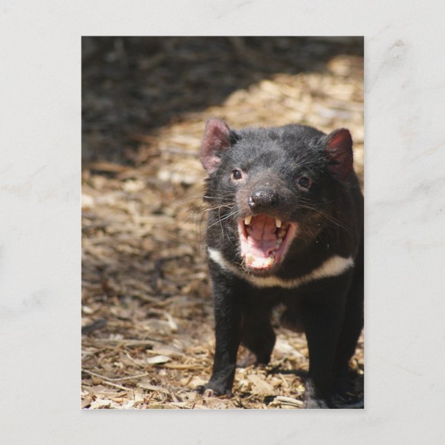 Tasmanian Devil Postcard (Front)