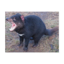Tasmanian Devil - Postcard