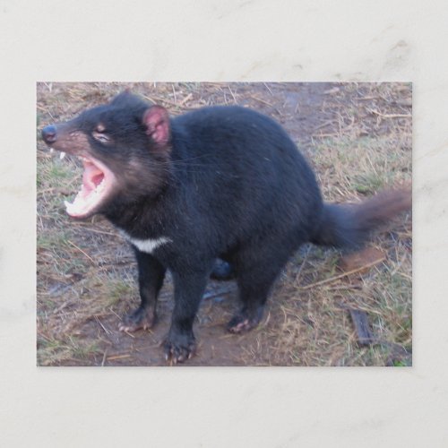 Tasmanian Devil _ Postcard