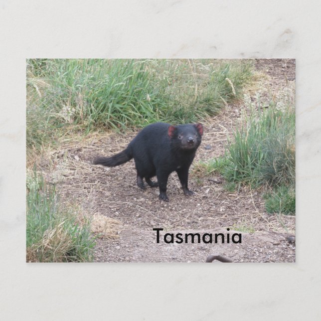 Tasmanian Devil Postcard (Front)