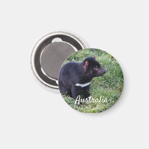 Tasmanian Devil, Tasmania, Australia Magnet