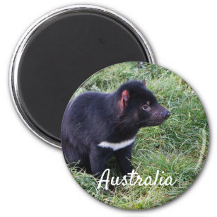 Tasmanian Devil, Tasmania, Australia Magnet