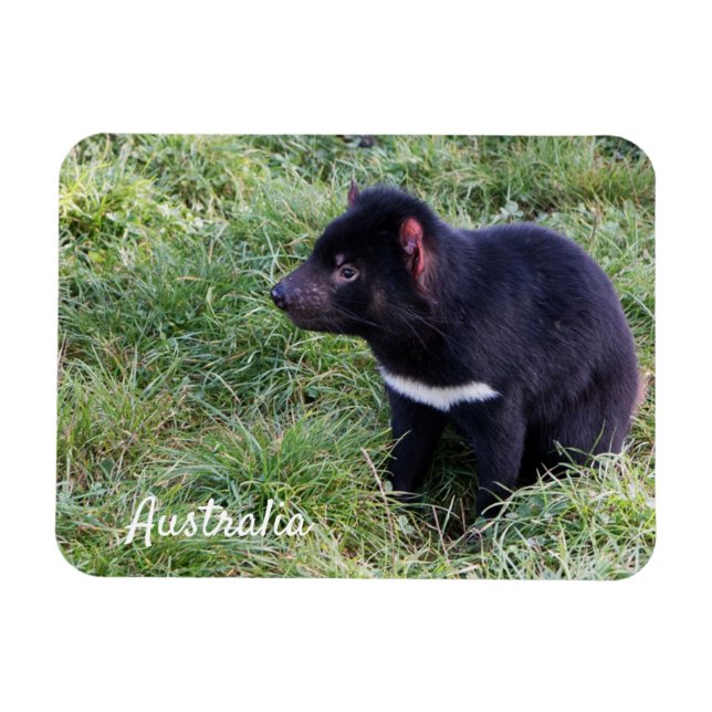 Tasmanian Devil, Tasmania, Australia Magnet (Horizontal)