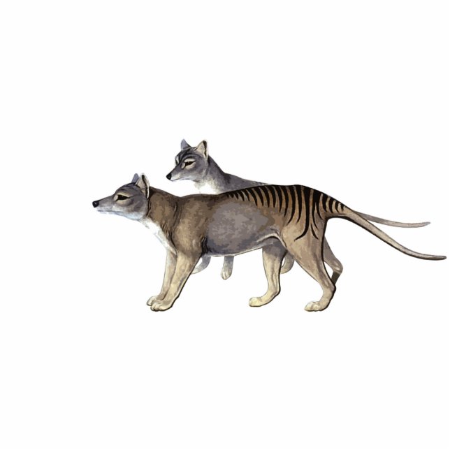 Tasmanian Tiger Cutout Magnet/Sculpture (Front)