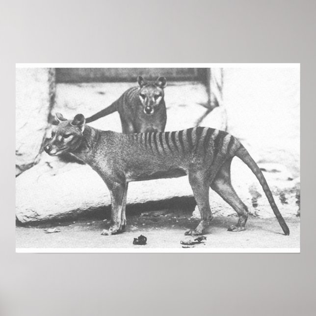 Tasmanian Tiger Poster ,Canvas (Front)