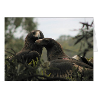 Tasmanian Wedge Tailed Eagles Cards