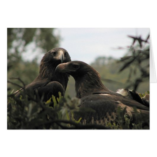 Tasmanian Wedge Tailed Eagles Cards (Front Horizontal)