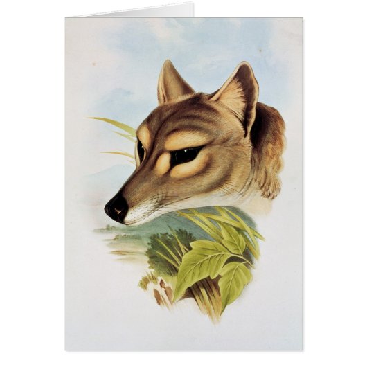 Tasmanian Wolf or Tiger Cards (Front)