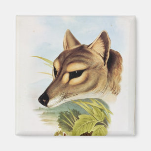 Tasmanian Wolf or Tiger Magnet