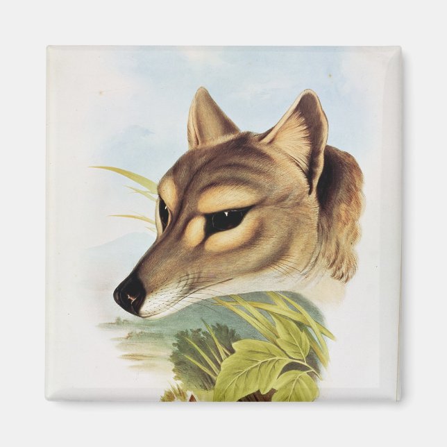 Tasmanian Wolf or Tiger Magnet (Front)