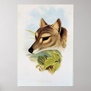 Tasmanian Wolf or Tiger Poster