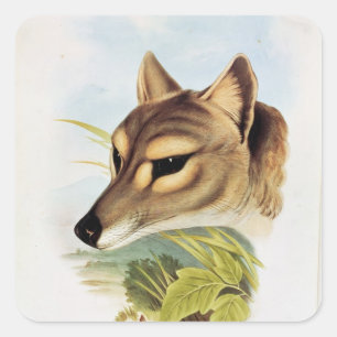 Tasmanian Wolf or Tiger Square Sticker
